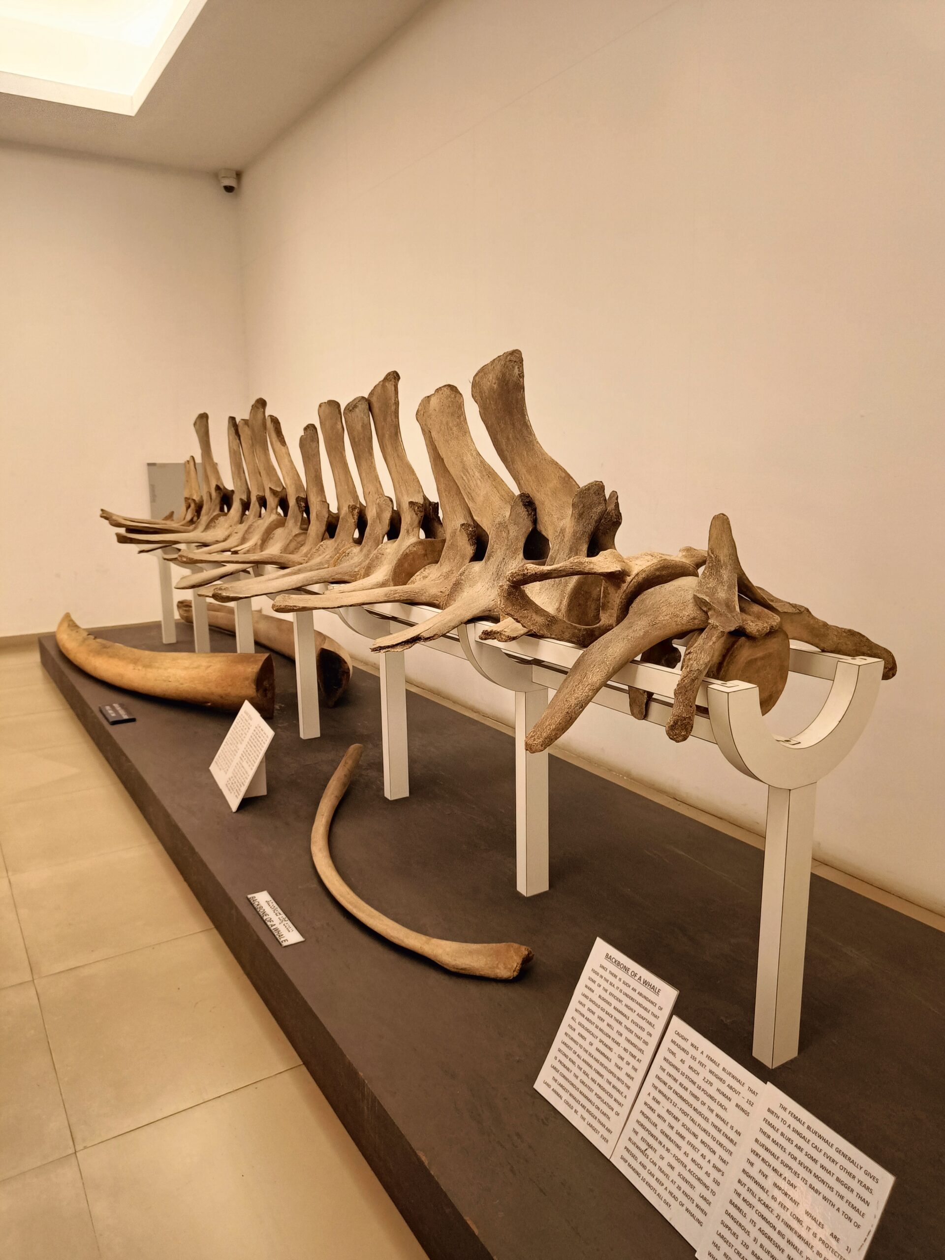 Whale Gallery
