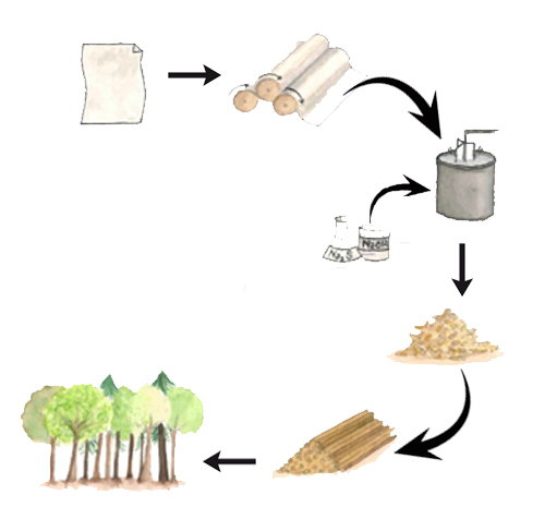 Re-Engineer Paper into Wood